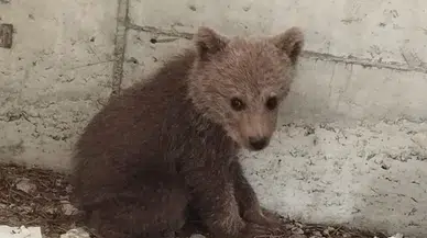 Bolu'da kamp yapan güreş milli takımı sporcuları ayı yavrusunu köpeklerden kurtardı