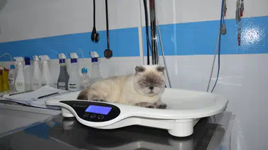 Burun yapısı dar olan kediye estetik operasyon