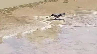 Tokat'ta karga avlamaya çalıştığı yılanı kıl payı kaçırdı