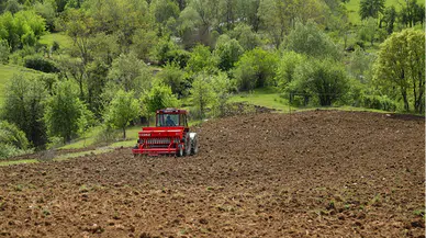 Ordu'da "alım garantisi" verilen karabuğdayın ekimi yapıldı