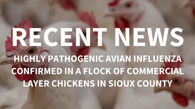 ABD’de kuş gribi krizi devam ediyor: Iowa eyaletinde afet durumu ilan edildi