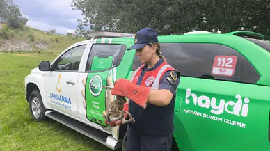  Kırklareli’de jandarmanın yaralı bulduğu tavşan ve yavru kuş tedaviye alındı