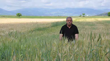 Gümüşhacıköy'de son dönemdeki yağmur sayesinde verimde  artış bekleniyor