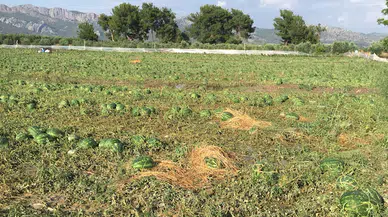 Dolu hasara neden oldu