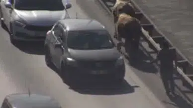 İstanbul-Avcılar'da TEM Otoyolu'na giren inekler trafiği altüst etti 