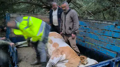 Tokat'ta yayla yolunda düşen gebe inek ekiplerce kurtarıldı