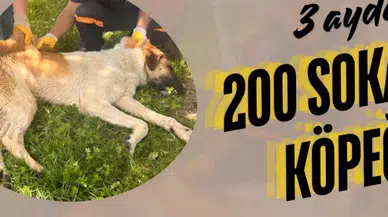 Oltu Belediyesi:Yaklaşık 200 Sokak Köpeği Rehabilitasyon İçin Teslim Edildi