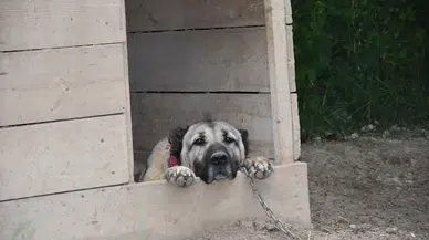 SİVAS İklim değişikliği nedeniyle Kangal köpeği üretimi yüzde 50 düştü (VİDEO EKLENDİ) 