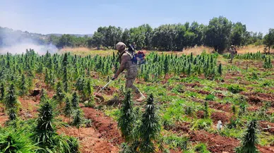 Diyarbakır’da 113 bin kök kenevir ele geçirildi