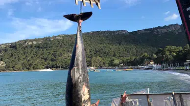 Yunus ölüsü sahile vurdu