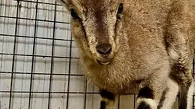 Doğada bitkin bulunan yaban keçisi yavrusu koruma altına alındı