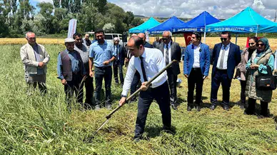 İskilip'te tarla günü etkinliği düzenlendi