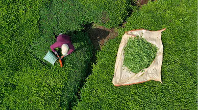 Bu mahallede "Fadimeler" çeyrek asırdır yük taşımıyor