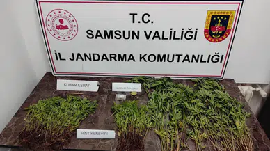Samsun'da evinde uyuşturucu yetiştiren zanlı gözaltına alındı