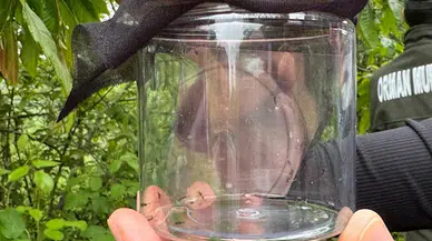 Giresun'da kestane ormanlarına gal arısıyla mücadele için faydalı böcek salındı