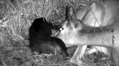 Hatay'da yılın 4'üncü dağ ceylanı dünyaya geldi