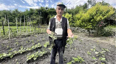 Kargı'da domuzlar sebze tarlasına zarar verdi