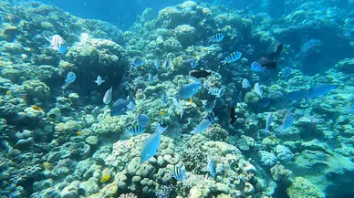 Berrak sularıyla Kızıldeniz'in en iyi dalış noktası: Şarm El Şeyh