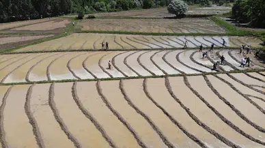 Bitlis'te dededen kalma yöntemlerle imece usulü çeltik ekimi