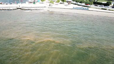 İzmit Körfezi’ndeki renk değişiminin sebebi, 'fitoplankton' çıktı
