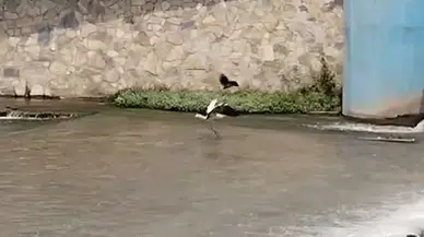  Tokat'ta avlanan leyleğe karga saldırdı