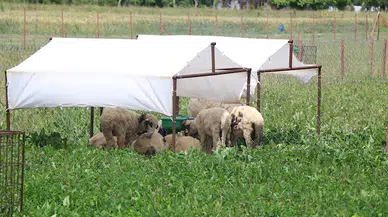 Yapay meralarda beslenen kuzuların verimleri arttı