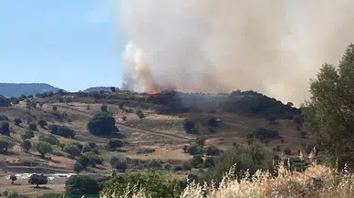 Foça'da maki ve zeytinlik yangını