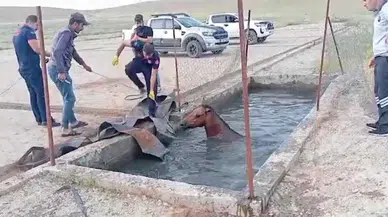 Batman'da atık petrol kuyusuna düşen atı itfaiye kurtardı
