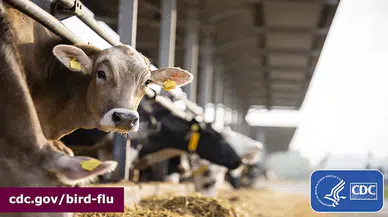 ABD’de süt ineğinden kuş gribi olan kişi sayısı 3'e çıktı