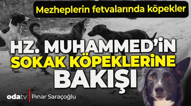 Hz. Muhammed'in sokak köpeklerine bakışı... Mezheplerin fetvalarında köpekler...