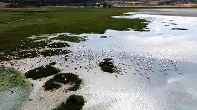 Yarışlı Gölü'nün misafirleri flamingolar, dronla görüntülendi