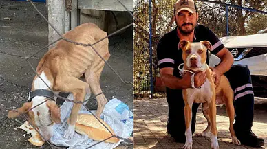 Açlıktan hasta ve zayıf düşen 'pitbull' cinsi köpek, bakıcısının ilgi ve sevgisi sayesinde iyileşti
