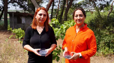 Bilim insanları Akdeniz üzüm bağlarının korunması için ‘hidrojel’ üretti