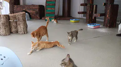 Engelli kediler güvenle yaşıyor