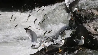 Van'da Uluslararası İnci Kefali Göçü Kültür ve Sanat Festivali