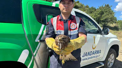 Yaralı kızıl şahin tedaviye alındı