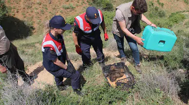 Kırıkkale'de köye getirilen kurt yavruları koruma altına alındı; 4 gözaltı