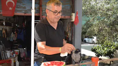 Uçamaz halde bulup, sahiplendiği yavru kargayı elleriyle besliyor