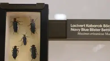 Milyonlarca yıllık fosillerin sergilendiği Biyoçeşitlilik Bilim Müzesi açılışa hazırlanıyor