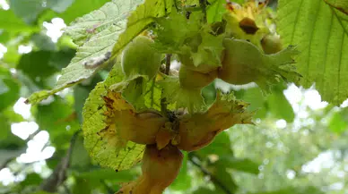 Trabzon'da fındıkta hastalık ve zararlıları ile mücadele toplantıları sürüyor