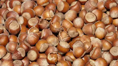 Fındık Fiyatları Bölgelere Göre Değişiyor, Trabzon'da 124 TL'ye Kadar Yükseldi!