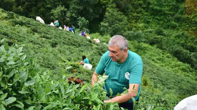 Fındıklı Belediye Başkanı Çervatoğlu'ndan çay sezonu paylaşımı