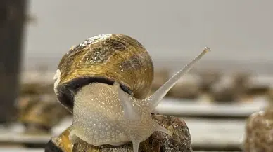 Bulgaristan'dan getirttiği salyangozlarla çiftlik kurdu