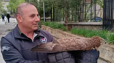 Erzurum'da bitkin halde bulunan şahin bakıma alınırken uçtu