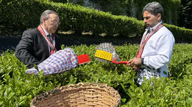 ÇAYKUR, 2024 yılı kampanyasının ilk haftasında 14 bin ton yaş çay aldı