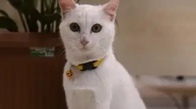 Ortahisar Belediye Başkanı Kaya, kazada yaralanan kediyi sahiplendi