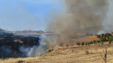 Ot yangını ormana sıçradı; alevlerin arasında kalan köpek yaralandı