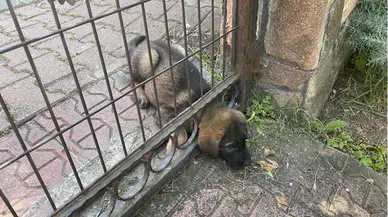 Bolu'da başı demir kapıya kafası sıkışan köpek yavrusunu itfaiye kurtardı