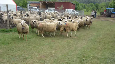 Mengen'de "Koç Katım Şenliği" gerçekleştirildi