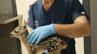 Ordu'da annesi ölen yavru karaca koruma altına alındı